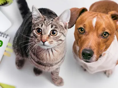 Pet Shops Online em Portugal: Compre Tudo para o Seu Animal com Cashback
